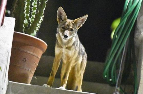 ¿Por qué hay coyotes merodeando por las calles de Los Ángeles?