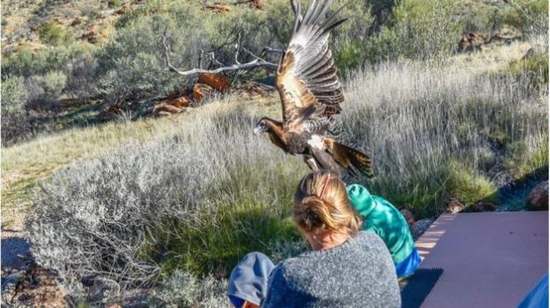 Los representantes de Alice Springs Desert Park informaron que están investigando lo ocurrido y que apartaron al ave de los espectáculos. (Foto: BBC)