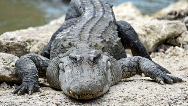 Un caimán del Everglades National Park posando sobre una roca. (Foto: BBC)