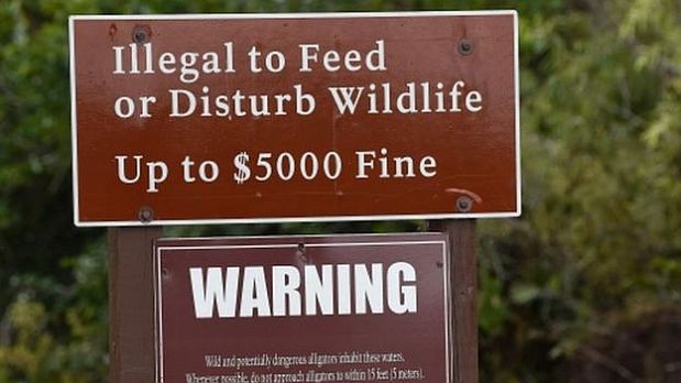 Cartel prohibiendo alimentar o molestar a animales salvajes, bajo una multa de US.000 en el parque nacional Everglades de Florida. (Foto: BBC)