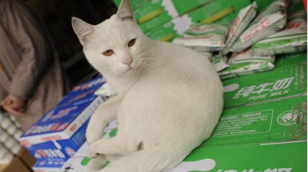 ¿Por qué son tan egoístas los gatos?