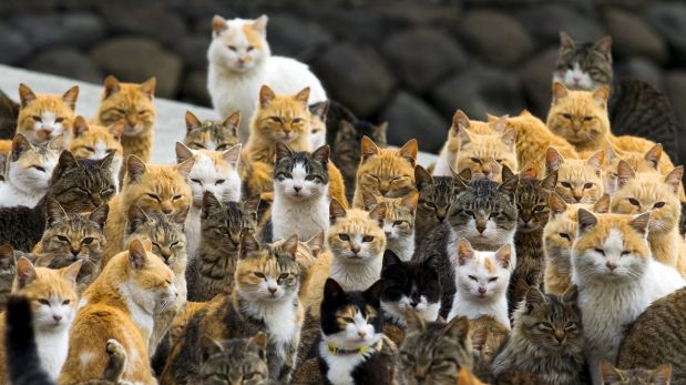 Los gatos empezaron a vivir con el hombre hace al menos 9.000 años, pero solo fueron semidomesticados. (Foto: Reuters)