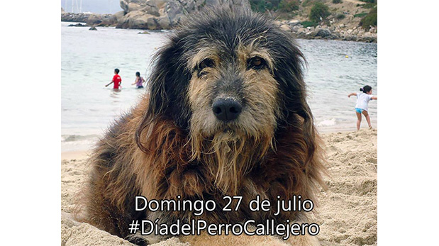 Esta fotografía fue publicada en el 2014 en el muro de Facebook del ciudadano chileno Ignacio Gac, impulsor del Día del perro callejero.