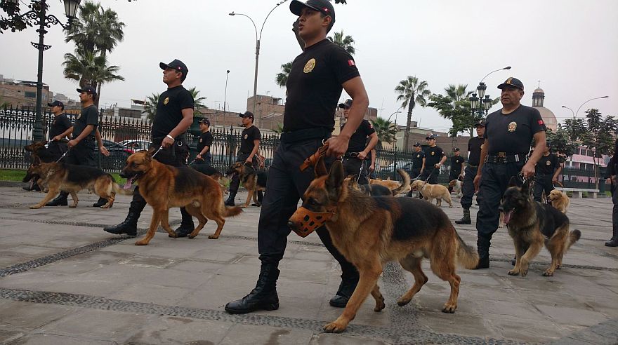 La División Policial Canina cumplirá este 24 de agosto 55 años. Ya se preparan para Fiestas Patrias. (Difusión)