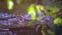 El pujante negocio de criar cocodrilos en México
