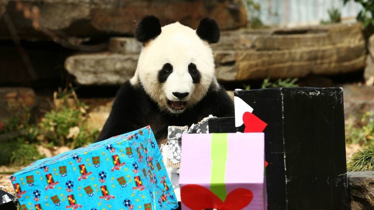 China regaló osos pandas a Estados Unidos.