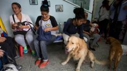 Venezolanos abandonan a sus mascotas por no poder mantenerlas