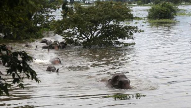 Las inundaciones obligan a miles de animales a desplazarse durante la época de lluvia en India y Bangladesh. (BBC)