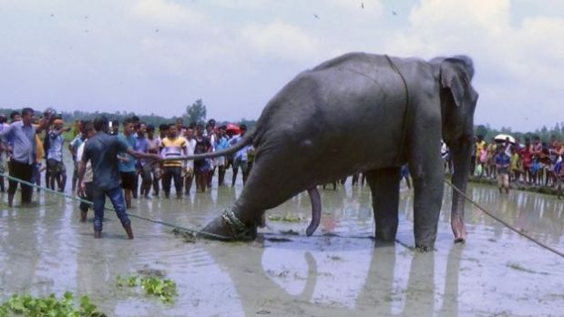 Cientos de personas intentaron rescatar al elefante en Bangladesh. (AP)