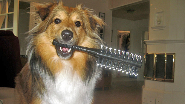 [Foto] Cómo acicalar a tu perro en casa