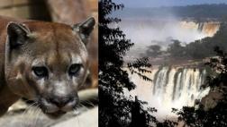 Argentina: Buscan a peligroso puma en las cataratas de Iguazú