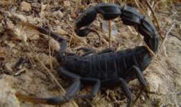 La mayoría de muertes por escorpión ocurren en zonas remotas.