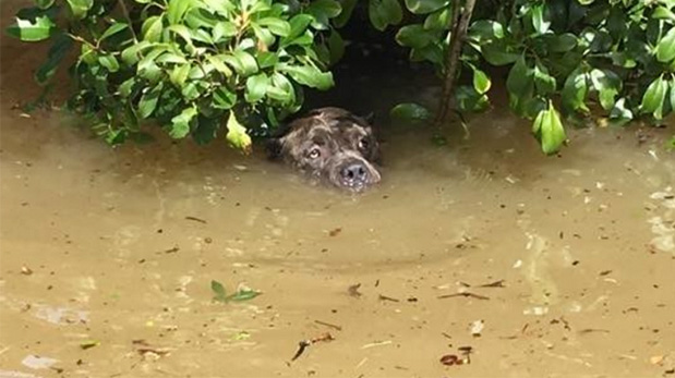 Esta perra fue encontrada por Josh Pettit. Estaba tan cansada que tras ser rescatada y subida a un bote, puso su cabeza sobre la pierna de Pettit y lloró desconsoladamente.