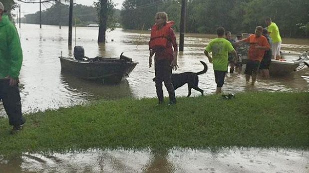 Los rescatistas siguen encontrando cientos de animales en los techos de las casas, esperando a que alguien los auxilie.