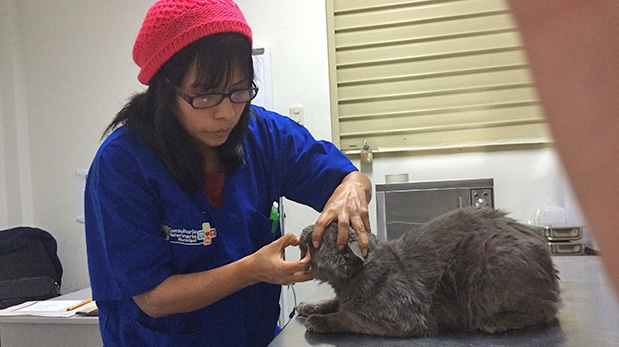 La Dra. Ruth Mamani a tiende al gato de la señora Fulme Sarmiento.
