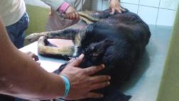 Cusco: envenenamiento masivo de perros indigna a población