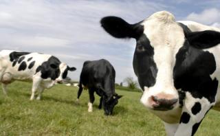 EE.UU.: ganaderos matan vacas para mantener precio de la leche