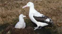 La investigación develó una técnica de caza hasta ahora desconocida de los albatros viajeros.