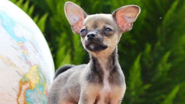 German lanza campaña en YouTube para hallar a su mascota Mimi German lanza campaña en YouTube para hallar a su mascota Mimi