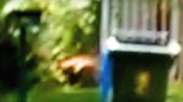 Una imagen del video aficionado que presuntamente muestra un ejemplar del tigre de Tasmania. (BBC)