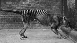 El último tigre de Tasmania en cautiverio murió en el zoológico de Hobart en 1936. (BBC)