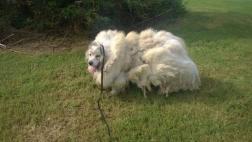 El conmovedor rescate de un perro encerrado durante 6 años