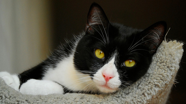 [Foto] Asistencia veterinaria ahora también para gatos