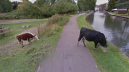 Google Street View protegió derecho a la privacidad de una vaca