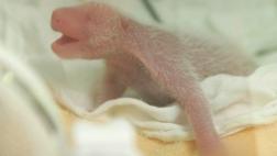 Nace un nuevo panda gigante en zoológico de Japón