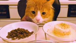 ¿Un gato prefiere croquetas o comida preparada por su amo?