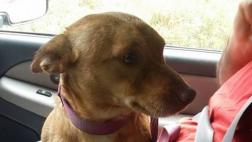 Joven criticó duramente a la persona que abandonó este perro