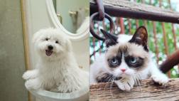 Pasado y evolución de perros y gatos explican su comportamiento