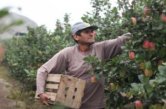 Tottus implementa programa de compra directa a agricultores