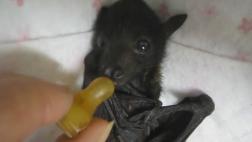 El pequeño murciélago que enternece a miles en Facebook
