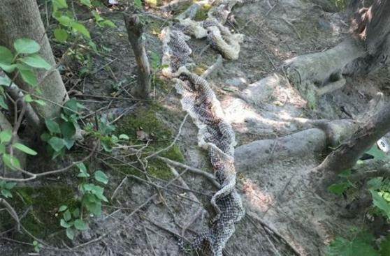 Trabajadores capturaron una anaconda de 10 metros en Brasil