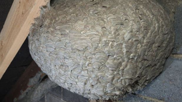 [Foto] El impresionante nido de avispas hallado en una casa inglesa