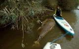 YouTube: ingleses encontraron un atún gigante en el río Severn