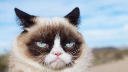 Grumpy Cat será parte del musical "Cats" en Broadway