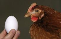 ¿El huevo fue primero que la gallina? La ciencia lo explica