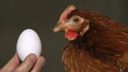 El huevo fue primero que la gallina y la ciencia lo fundamenta