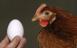 El huevo fue primero que la gallina y la ciencia lo explica