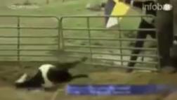Estas cabras se paralizan y ‘caen’ al asustarse con un paraguas