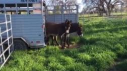Facebook: la curiosa reacción de dos burros al pisar el césped