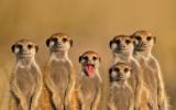 Suricata es el mamífero que más congéneres mata, no el hombre