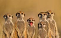 Suricata es el mamífero que más congéneres mata, no el hombre