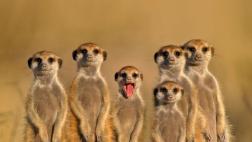 Suricata es el mamífero que más congéneres mata, no el hombre