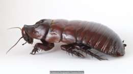 Otra gigante en su especie