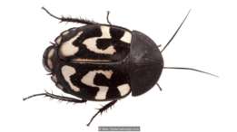 La Therea olegrandjean, aunque no parezca, también es cucaracha