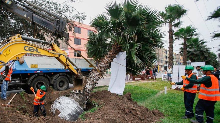 Los Olivos: municipalidad saca y reubica 30 palmeras | Foto galeria ... - El Comercio