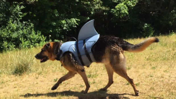 Jake se prepara para Halloween paseando por el vecindario en su disfraz de tiburón.